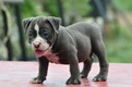 American Bully Dogs Ras: Karakter, Levensduur & Prijs | Puppyplaats