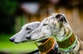 Greyhound Dogs Breed - Information, Temperament, Size & Price | Pets4Homes