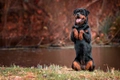 Rottweiler Dogs Breed - Information, Temperament, Size & Price | Pets4Homes