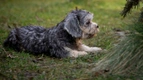 Dandie Dinmont Terrier Dogs Breed - Information, Temperament, Size & Price | Pets4Homes