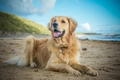 Golden Retriever Dogs Ras: Karakter, Levensduur & Prijs | Puppyplaats