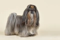 Shih Tzu Dogs Ras: Karakter, Levensduur & Prijs | Puppyplaats