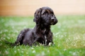 Afghaanse Windhond Dogs Ras: Karakter, Levensduur & Prijs | Puppyplaats