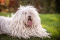 Hungarian Puli Dogs Breed - Information, Temperament, Size & Price | Pets4Homes