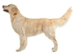 Golden Retriever Dogs Ras: Karakter, Levensduur & Prijs | Puppyplaats