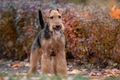 Welsh Terrier Dogs Breed - Information, Temperament, Size & Price | Pets4Homes