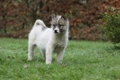 Greenland Dog Dogs Breed - Information, Temperament, Size & Price | Pets4Homes