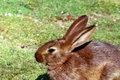 Belgian Hares Rabbits Breed - Information, Temperament, Size & Price | Pets4Homes