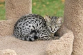 Savannah Cats Breed - Information, Temperament, Size & Price | Pets4Homes