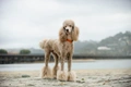 Standard Poodle Dogs Breed - Information, Temperament, Size & Price | Pets4Homes