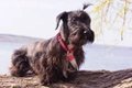 Cesky Terrier Dogs Breed - Information, Temperament, Size & Price | Pets4Homes