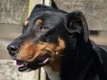 Huntaway Dogs Breed - Information, Temperament, Size & Price | Pets4Homes