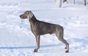 Weimaraner Dogs Breed - Information, Temperament, Size & Price | Pets4Homes