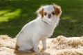 Japanese Chin Dogs Breed - Information, Temperament, Size & Price | Pets4Homes