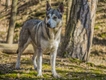 Northern Inuit Dogs Breed - Information, Temperament, Size & Price | Pets4Homes