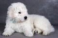 Komondor Dogs Breed - Information, Temperament, Size & Price | Pets4Homes