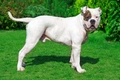 Amerikaanse Bulldog Dogs Ras: Karakter, Levensduur & Prijs | Puppyplaats