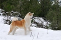 Akita Dogs Breed - Information, Temperament, Size & Price | Pets4Homes