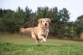 Golden Retriever Dogs Ras: Karakter, Levensduur & Prijs | Puppyplaats