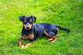 Miniature Pinscher Dogs Breed - Information, Temperament, Size & Price | Pets4Homes