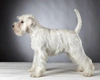 Miniature Schnauzer Dogs Breed - Information, Temperament, Size & Price | Pets4Homes