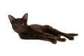 Havana Brown Cats Breed - Information, Temperament, Size & Price | Pets4Homes