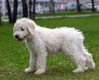 Komondor Dogs Breed - Information, Temperament, Size & Price | Pets4Homes