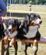 Appenzeller Sennenhond Dogs Ras: Karakter, Levensduur & Prijs | Puppyplaats