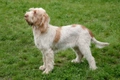 Spinone Italiano Dogs Ras: Karakter, Levensduur & Prijs | Puppyplaats