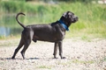 Cane Corso Dogs Ras: Karakter, Levensduur & Prijs | Puppyplaats