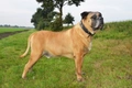 Boerboel Dogs Ras: Karakter, Levensduur & Prijs | Puppyplaats