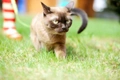 Asian Cats Breed - Information, Temperament, Size & Price | Pets4Homes