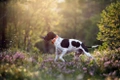 Pointer Dogs Breed - Information, Temperament, Size & Price | Pets4Homes