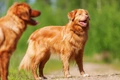 Nova Scotia Duck Tolling Retriever Dogs Ras: Karakter, Levensduur & Prijs | Puppyplaats