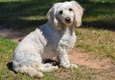 Maltipoo Dogs Breed - Information, Temperament, Size & Price | Pets4Homes