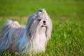 Shih Tzu Dogs Ras: Karakter, Levensduur & Prijs | Puppyplaats