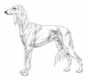 Levriero Dogs Razza - Prezzo, Temperamento & Foto | AnnunciAnimali