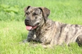 Presa Canario Dogs Breed - Information, Temperament, Size & Price | Pets4Homes