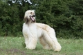 Afghan Hound Dogs Breed - Information, Temperament, Size & Price | Pets4Homes