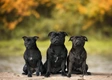 Engelse Stafford Dogs Ras: Karakter, Levensduur & Prijs | Puppyplaats