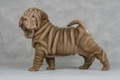 Shar Pei Dogs Ras: Karakter, Levensduur & Prijs | Puppyplaats