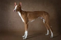 Ibizan Hound Dogs Breed - Information, Temperament, Size & Price | Pets4Homes