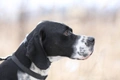 Pointer Dogs Breed - Information, Temperament, Size & Price | Pets4Homes