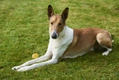 Smooth Collie Dogs Breed - Information, Temperament, Size & Price | Pets4Homes