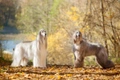 Afghaanse Windhond Dogs Ras: Karakter, Levensduur & Prijs | Puppyplaats