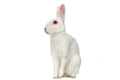 Britannia Petite Rabbits Breed - Information, Temperament, Size & Price | Pets4Homes