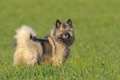 Keeshond Dogs Ras: Karakter, Levensduur & Prijs | Puppyplaats