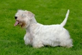 Sealyham Terrier Dogs Breed - Information, Temperament, Size & Price | Pets4Homes