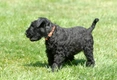 Kerry Blue Terrier Dogs Breed - Information, Temperament, Size & Price | Pets4Homes