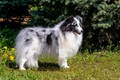 Shetland Sheepdog (Sheltie) Dogs Ras: Karakter, Levensduur & Prijs | Puppyplaats